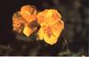 Bach Sol�je (Rock Rose)